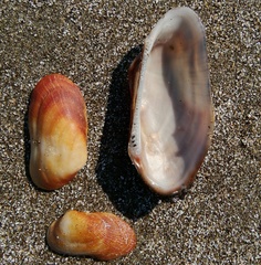 Barbatia barbata