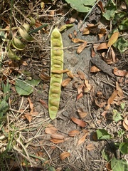 Gleditsia triacanthos