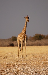 Giraffa camelopardalis angolensis