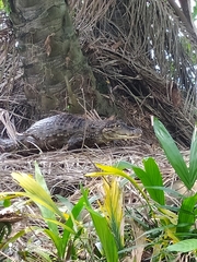 Caiman crocodilus fuscus
