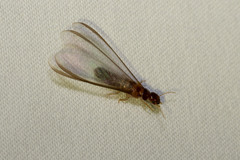 Incisitermes fruticavus