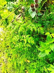 Anthriscus sylvestris