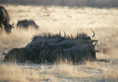 Connochaetes taurinus taurinus