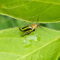 Poecilocapsus lineatus