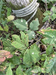 Cameraria guttifinitella