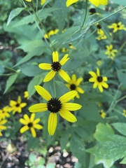 Coreopsis tripteris