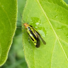 Poecilocapsus lineatus