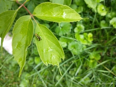 Poecilocapsus lineatus