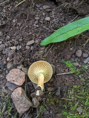 Hygrophorineae