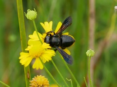 Megachile xylocopoides