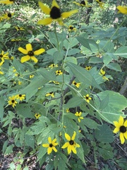 Coreopsis tripteris