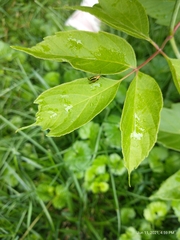 Poecilocapsus lineatus
