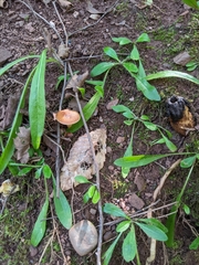 Hygrophorineae