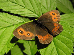 Erebia