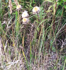 Carlina biebersteinii