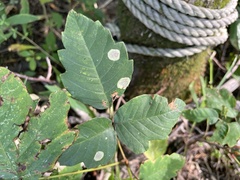 Cameraria guttifinitella
