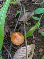 Hygrophorineae