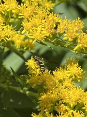 Ancistrocerus adiabatus
