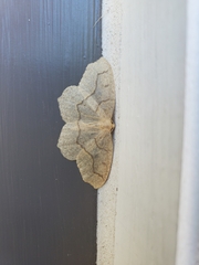 Lambdina fiscellaria