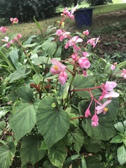 Begonia grandis