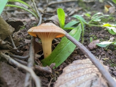 Hygrophorineae