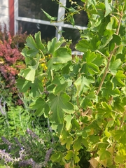 Ribes aureum