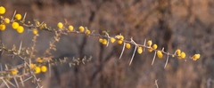 Vachellia nebrownii