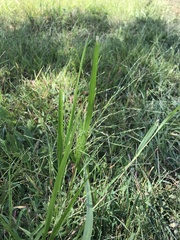 Panicum dichotomiflorum