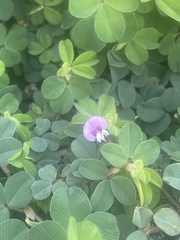 Kummerowia stipulacea