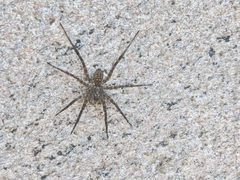 Lycosoidea
