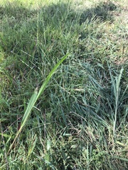Panicum dichotomiflorum