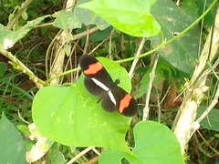 Heliconius erato
