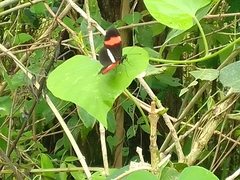 Heliconius erato