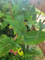 Bistorta amplexicaulis