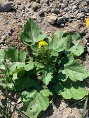 Rhamphospermum nigrum