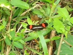 Heliconius erato