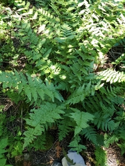 Dryopteris clintoniana