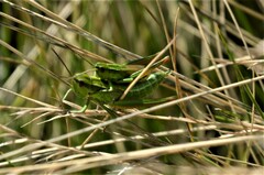 Euthystira brachyptera