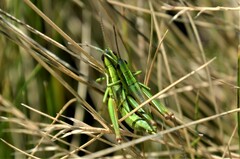 Euthystira brachyptera
