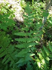 Dryopteris clintoniana
