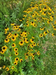 Helianthus petiolaris