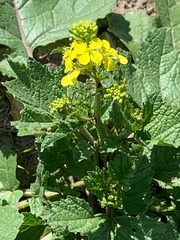 Rhamphospermum nigrum