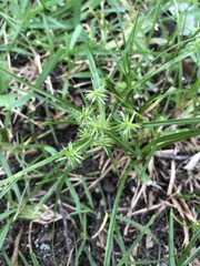 Cyperus