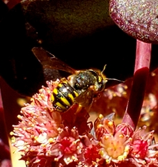 Anthidium