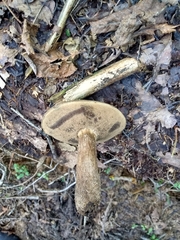 Porphyrellus sordidus