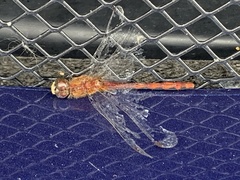 Sympetrum