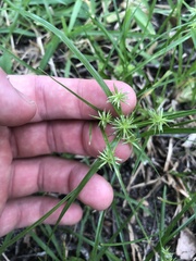 Cyperus