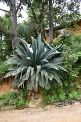 Agave atrovirens