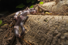 Lycodon futsingensis