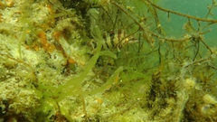 Oxylebius pictus